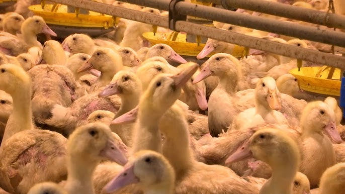 Отличия магазинных уток от домашних: подробный разбор